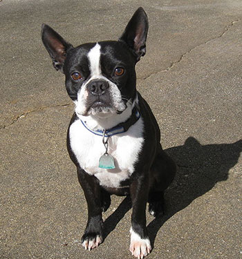 Carla has a English terrier named Queenie.