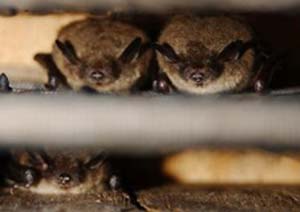 Photo of bats hanging from rafters.