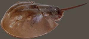 Horseshoe crabs are a favorite subject matter for artist Del.