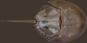 Del uses Horseshoe crabs imagery in her artwork.