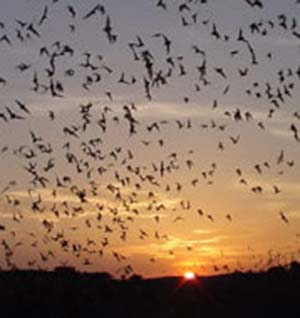 Photo of bats flying en masse at twilight.