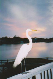 Photo of an egret on a deck railing at sunset.